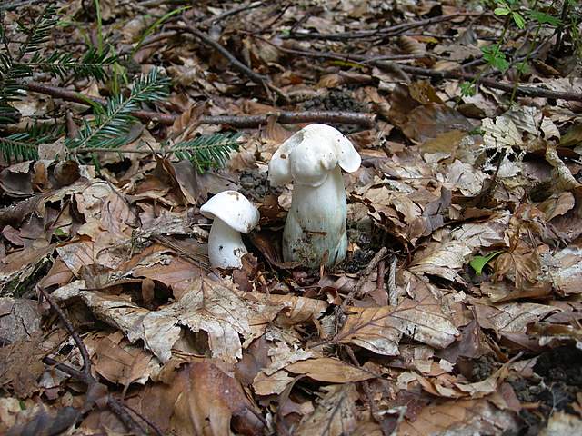I  Funghi della collina pianeggiante
